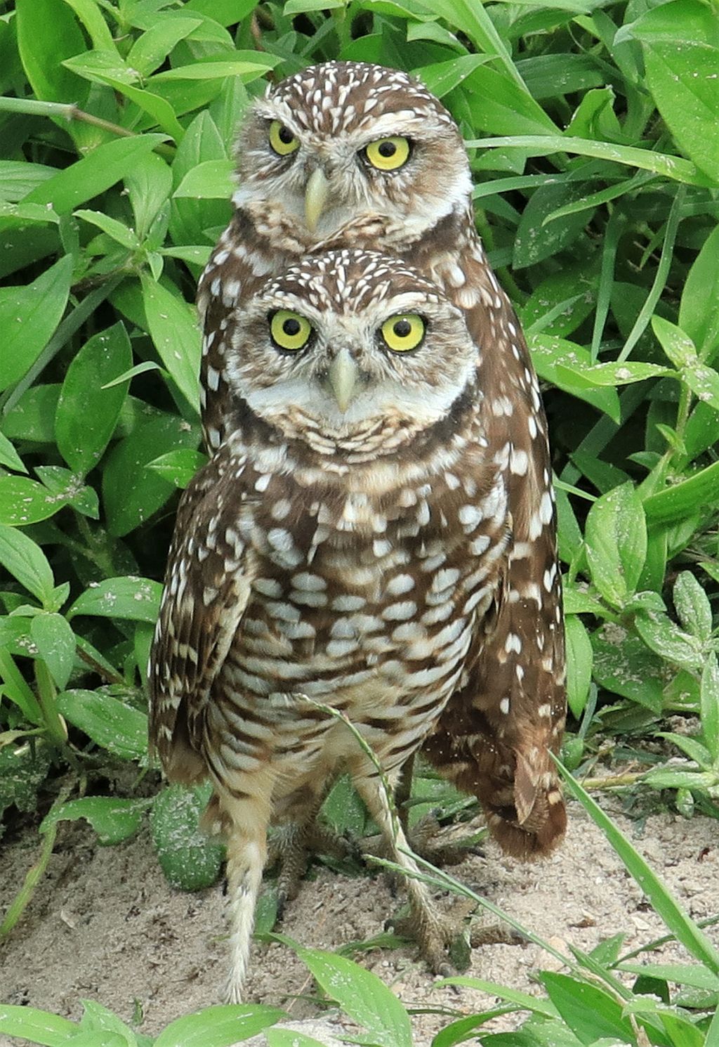 Burrowing Owls&conn=none