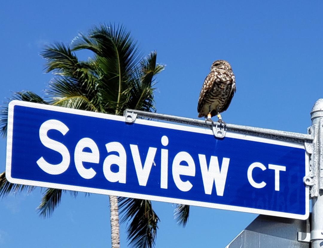 owl on street sign&conn=none