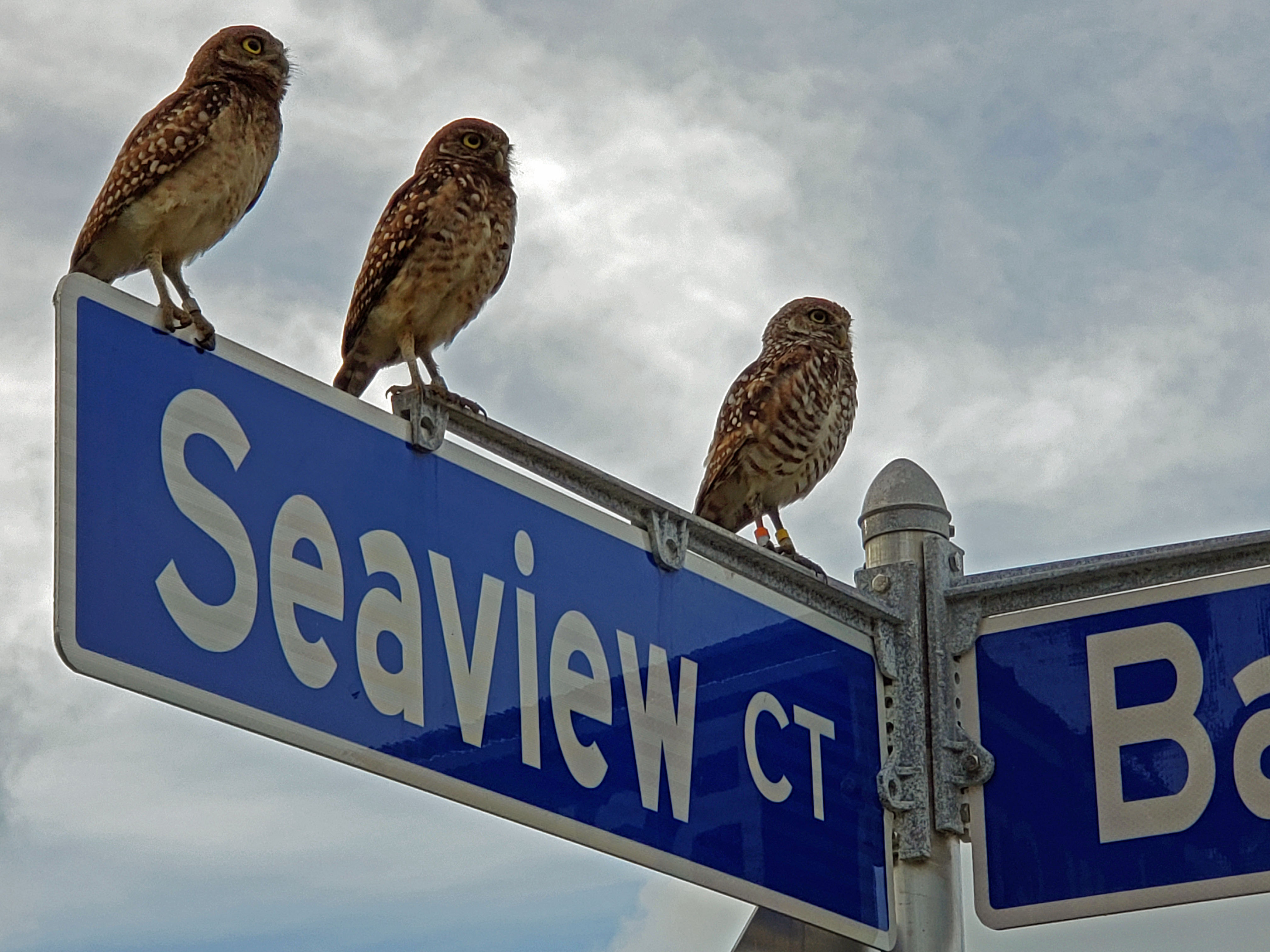 3 owls on street sign&conn=none