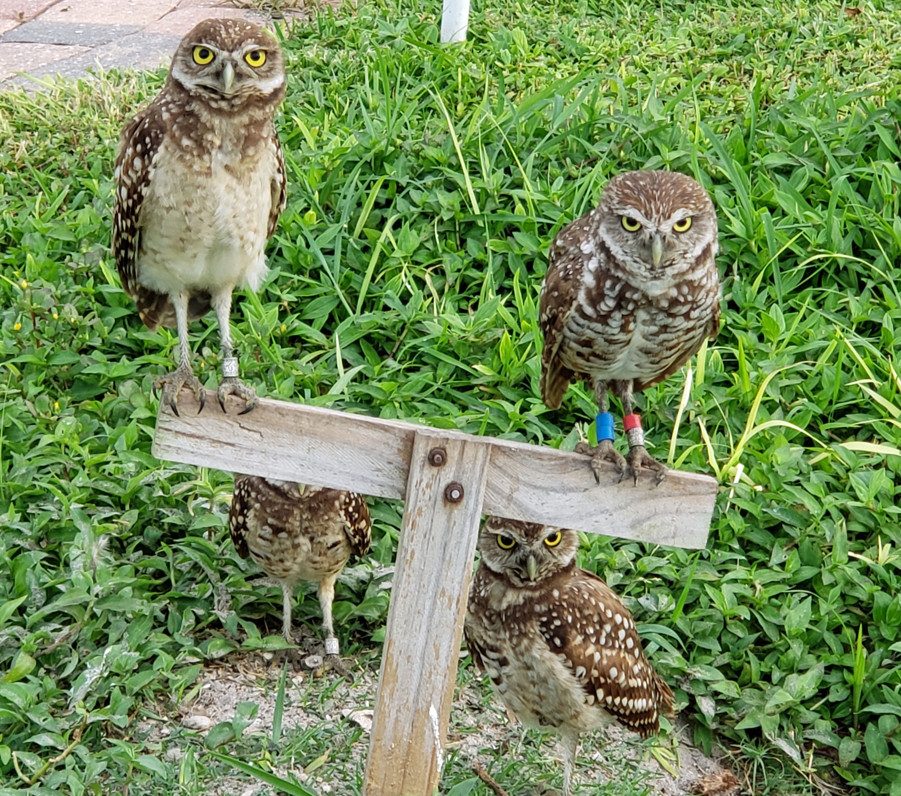 Owls by their home&conn=none